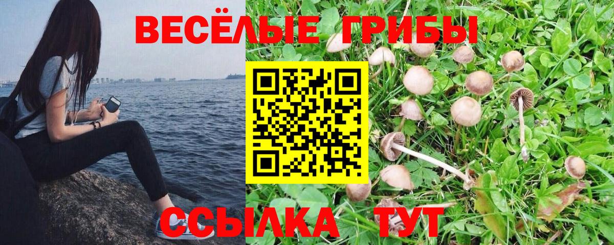 Галлюциногенные грибы мицелий  Вход с VPN  Кинель 